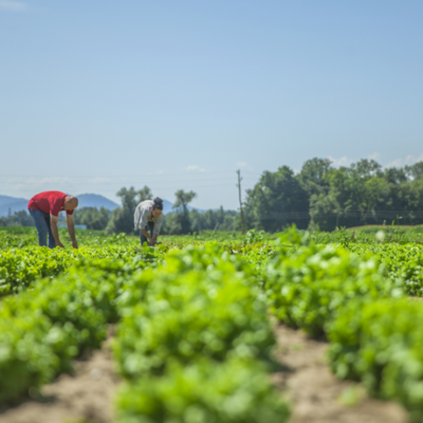 Investir em sustentabilidade: produção orgânica oferece condições de negócios