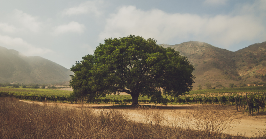 Biodiversité et changement climatique