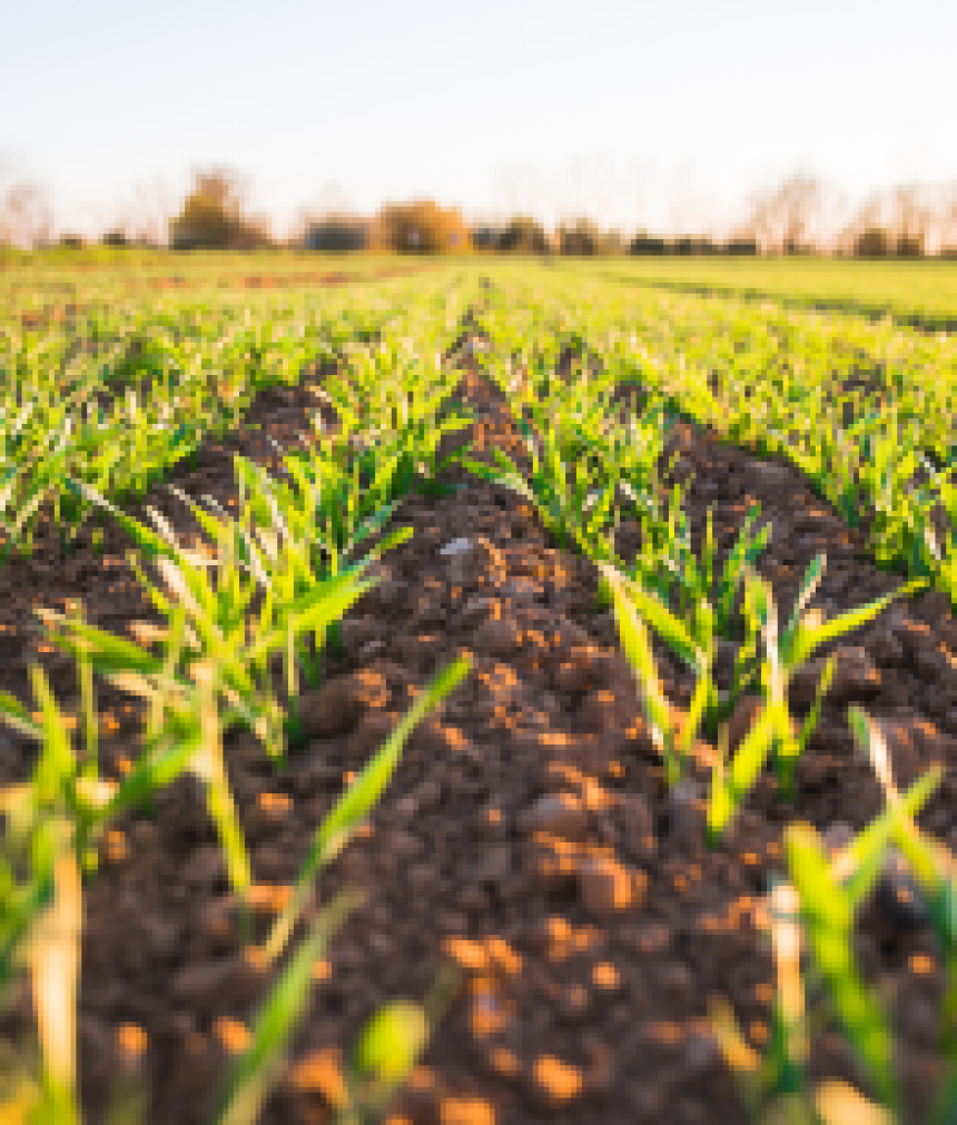 A transição dos modelos agrícolas: a importância da agricultura biológica