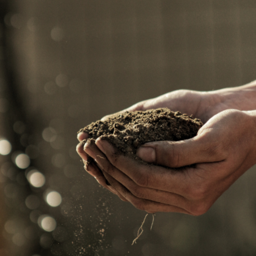 Agricultura Orgânica Regenerativa: o que você precisa saber?