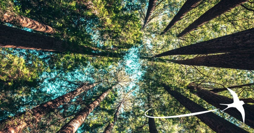 At the Crossroads of Forests: Legislation and Solutions for More Sustainable Forests